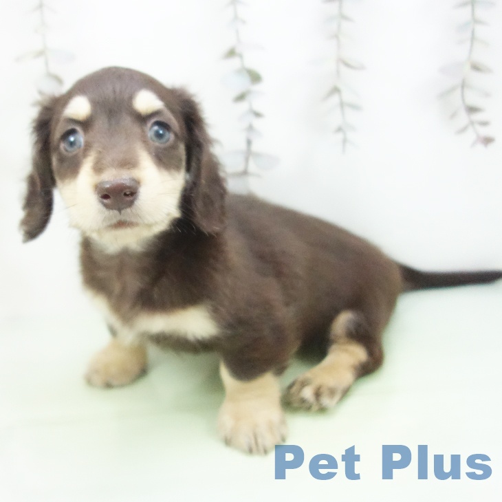 ミニチュア・ダックスフンド