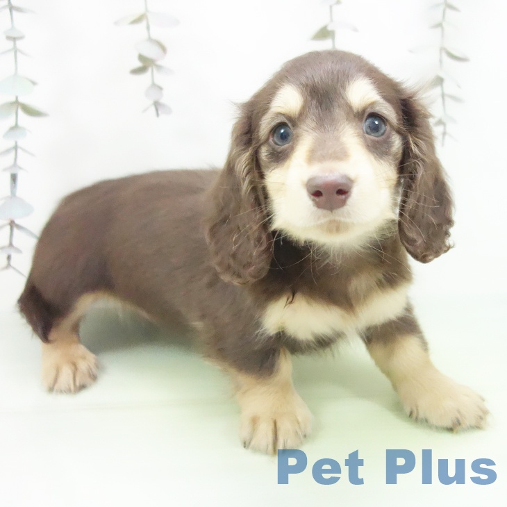 ミニチュア・ダックスフンド