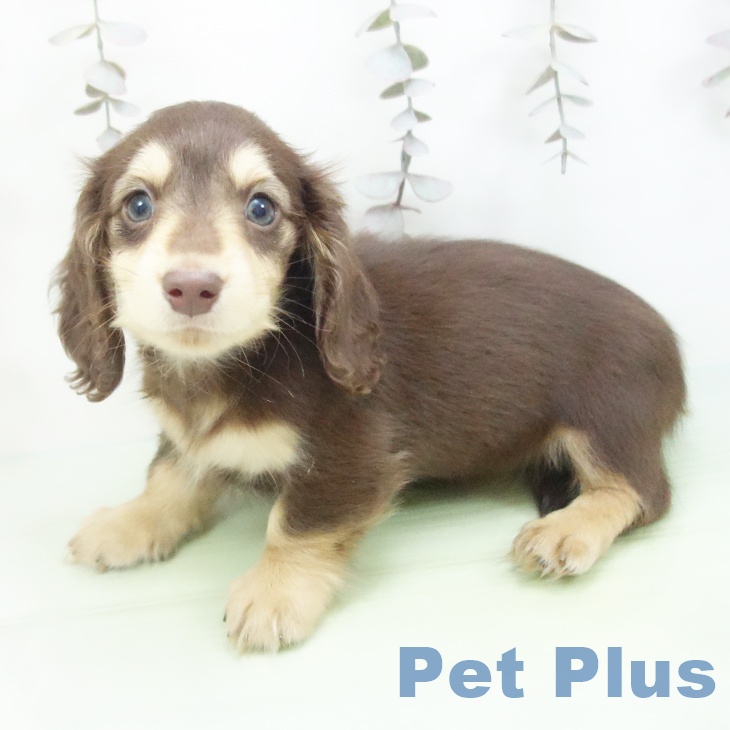 ミニチュア・ダックスフンド