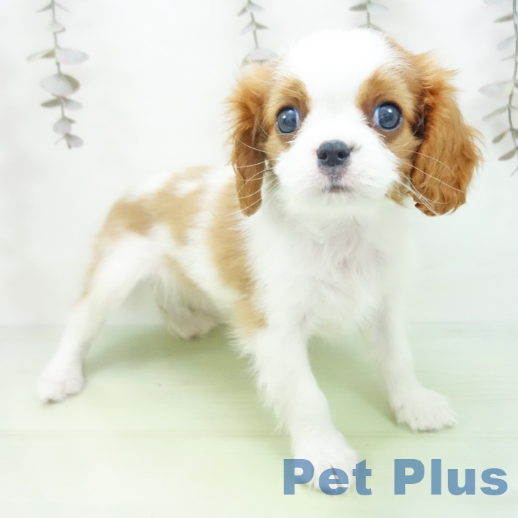 岐阜県のキャバリアキングチャールズスパニエル (ペットプラス 各務原店/2025年10月12日生まれ/女の子/ブレンハイム)の子犬の1枚目の画像