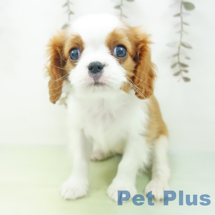 岐阜県のキャバリアキングチャールズスパニエル (ペットプラス 各務原店/2025年10月12日生まれ/女の子/ブレンハイム)の子犬の2枚目の画像