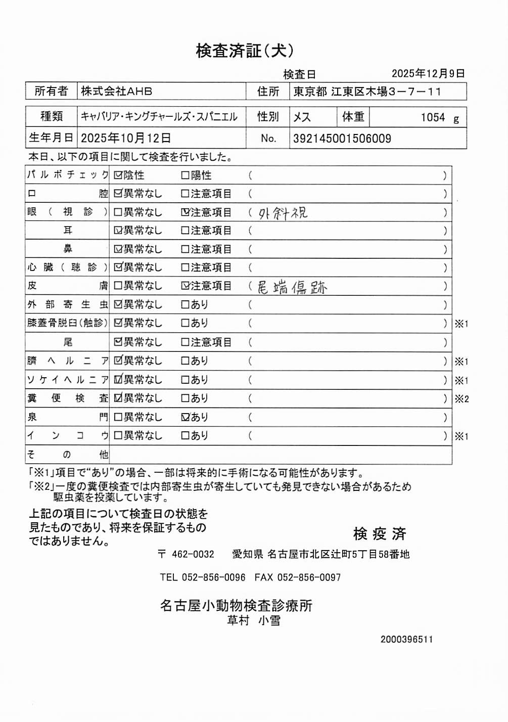 キャバリア・キングチャールズ・スパニエル