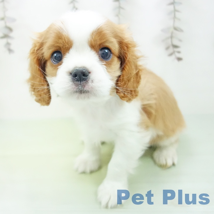 キャバリア・キングチャールズ・スパニエル