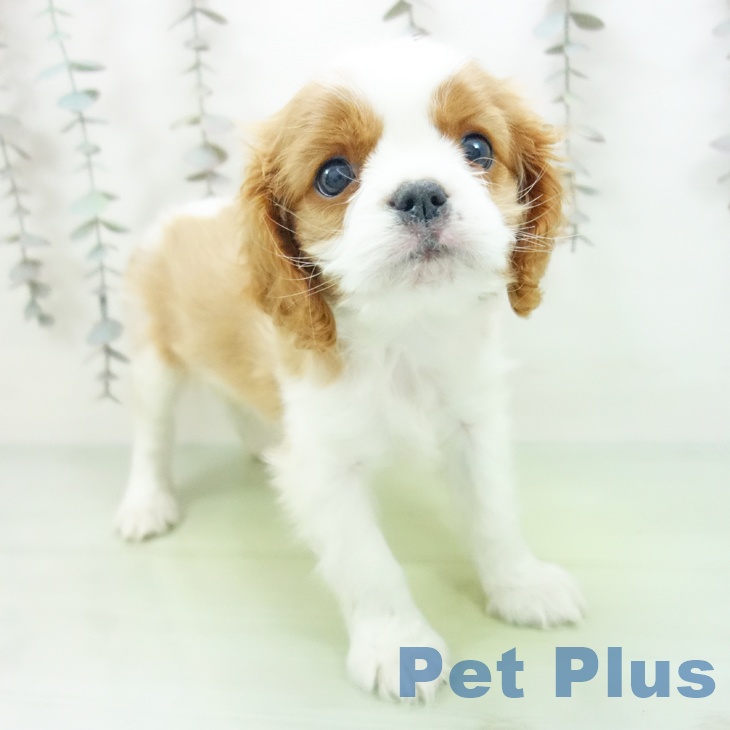 キャバリア・キングチャールズ・スパニエル