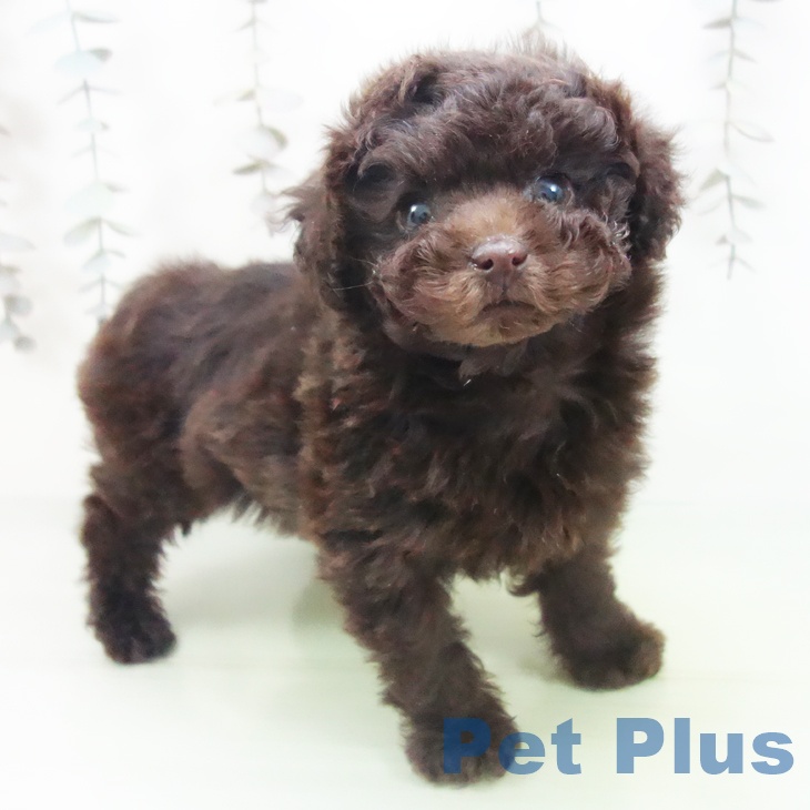 愛知県のトイプードル(トイ) (ペットプラス 則武新町店/2025年10月10日生まれ/男の子/ブラウン)の子犬の1枚目の画像