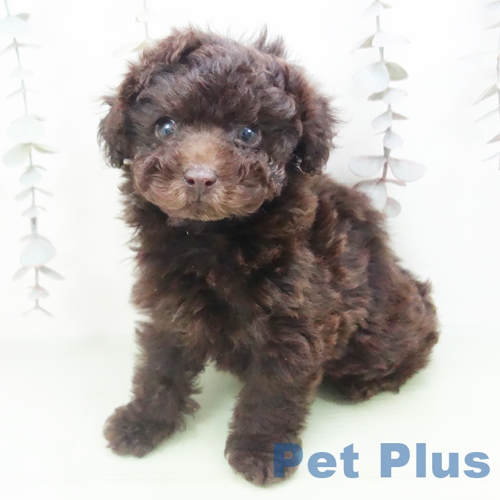 愛知県のトイプードル(トイ) (ペットプラス 則武新町店/2025年10月10日生まれ/男の子/ブラウン)の子犬の2枚目の画像