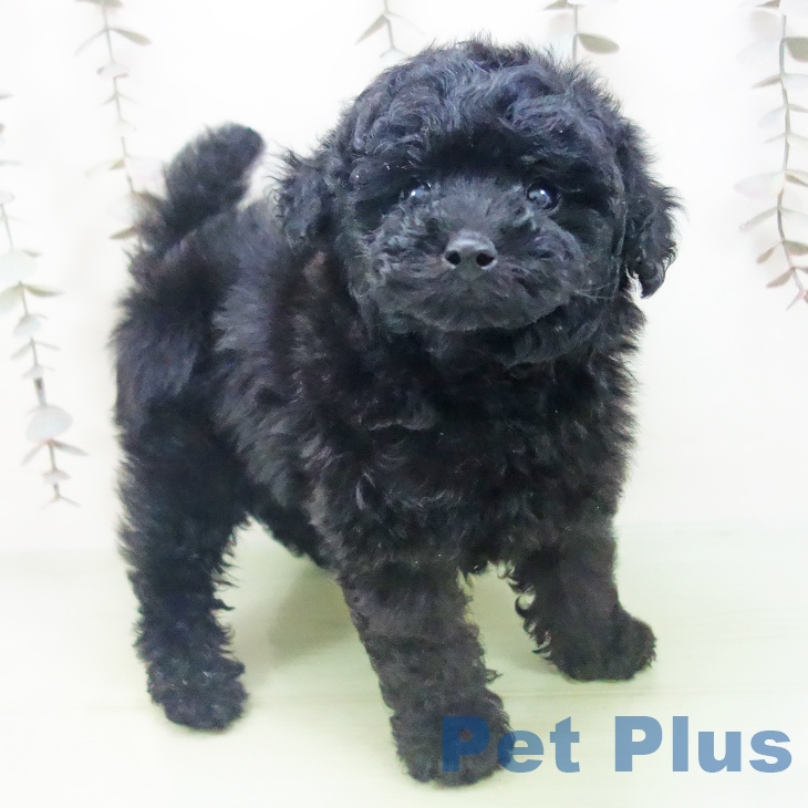 富山県のトイプードル(トイ) (ペットプラス 高岡店/2025年10月10日生まれ/男の子/ブラック)の子犬の1枚目の画像