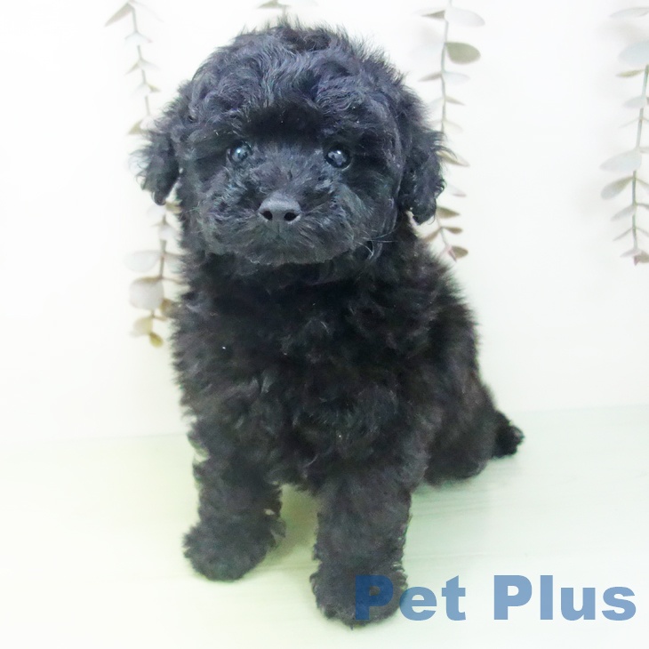 富山県のトイプードル(トイ) (ペットプラス 高岡店/2025年10月10日生まれ/男の子/ブラック)の子犬の2枚目の画像