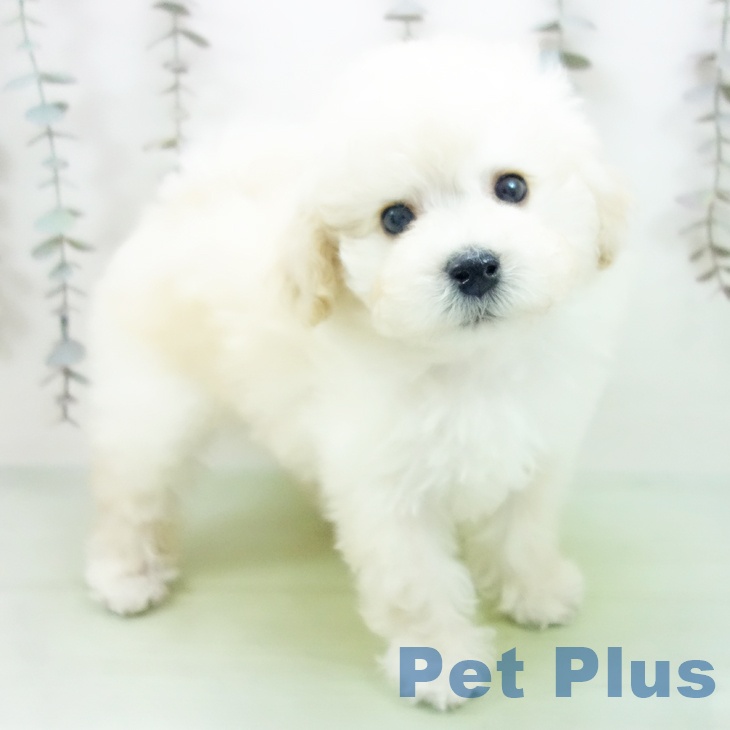 愛知県のトイプードル(トイ) (ペットプラス 名古屋茶屋店/2025年10月12日生まれ/男の子/ホワイト)の子犬の1枚目の画像