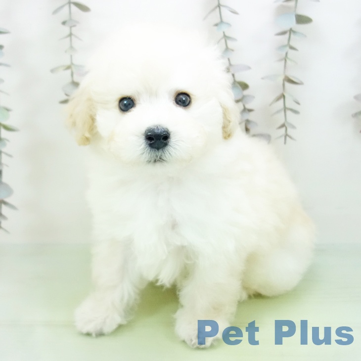 愛知県のトイプードル(トイ) (ペットプラス 名古屋茶屋店/2025年10月12日生まれ/男の子/ホワイト)の子犬の2枚目の画像