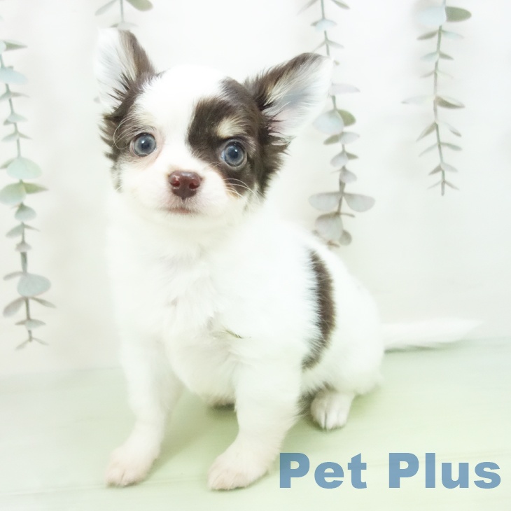 福井県のチワワ(ロング) (ペットプラス 福井店/2025年10月10日生まれ/女の子/ホワイトチョコレートタン)の子犬の1枚目の画像