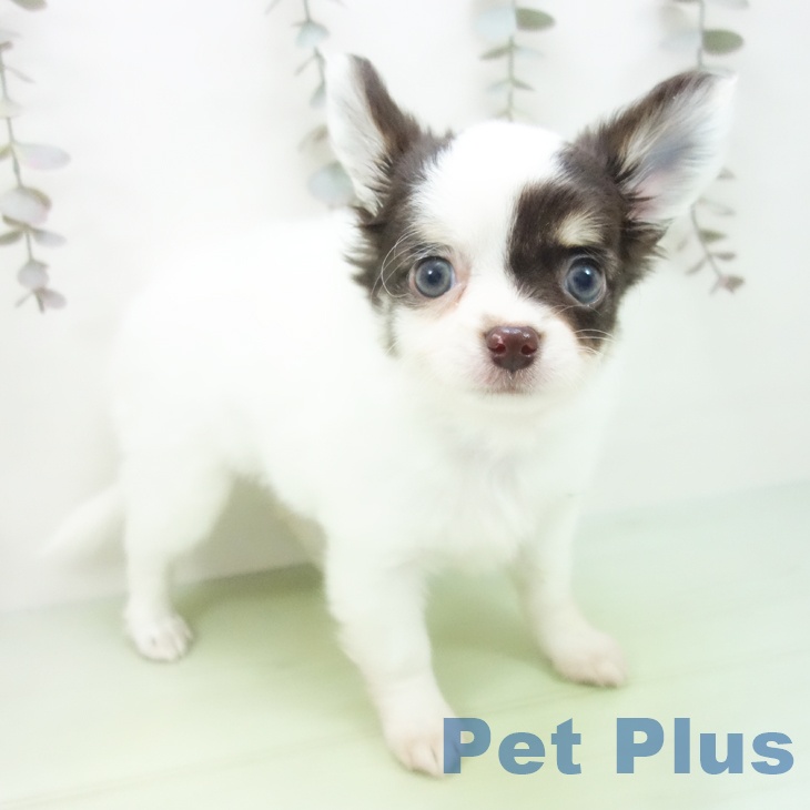 福井県のチワワ(ロング) (ペットプラス 福井店/2025年10月10日生まれ/女の子/ホワイトチョコレートタン)の子犬の2枚目の画像