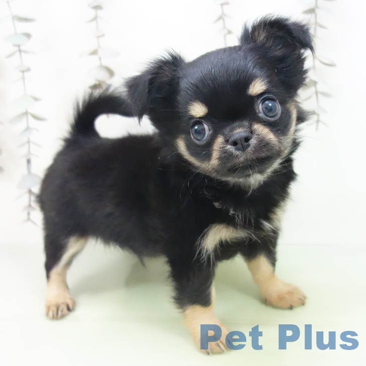 石川県のチワワ(ロング) (ペットプラス かほく店/2025年10月12日生まれ/男の子/ブラックタン)の子犬の1枚目の画像