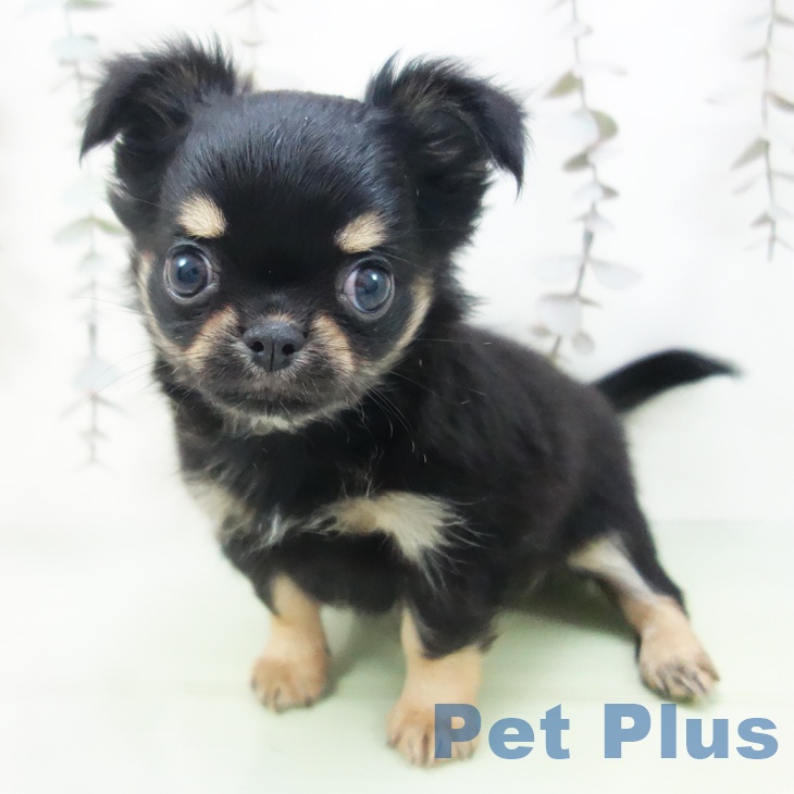 石川県のチワワ(ロング) (ペットプラス かほく店/2025年10月12日生まれ/男の子/ブラックタン)の子犬の2枚目の画像