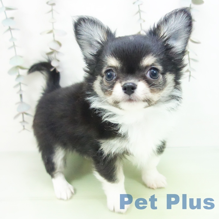 埼玉県のチワワ(ロング) (ペッツワン 吉川美南店/2025年10月12日生まれ/男の子/ブラックタンホワイト)の子犬の1枚目の画像