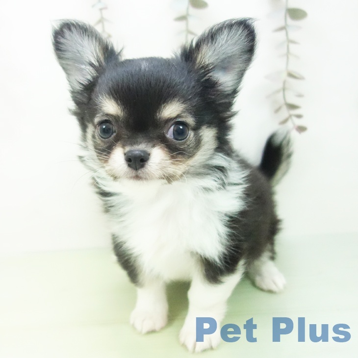 埼玉県のチワワ(ロング) (ペッツワン 吉川美南店/2025年10月12日生まれ/男の子/ブラックタンホワイト)の子犬の2枚目の画像