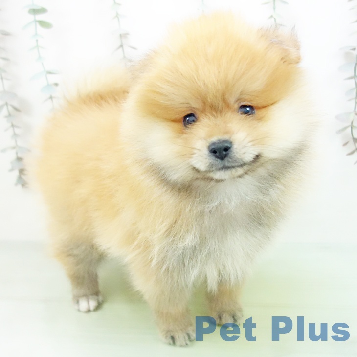 石川県のポメラニアン (ペットプラス 新小松店/2025年10月10日生まれ/男の子/オレンジ)の子犬の1枚目の画像