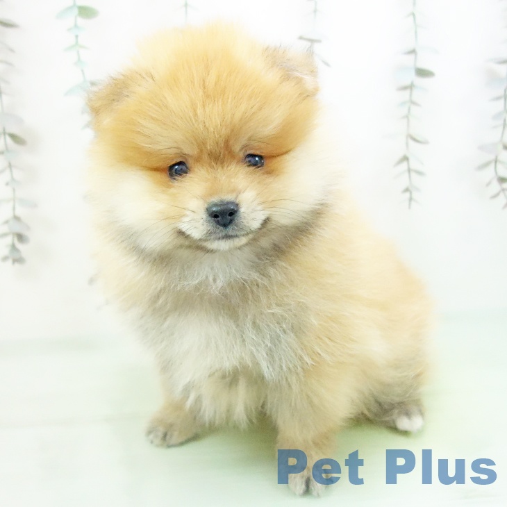 石川県のポメラニアン (ペットプラス 新小松店/2025年10月10日生まれ/男の子/オレンジ)の子犬の2枚目の画像