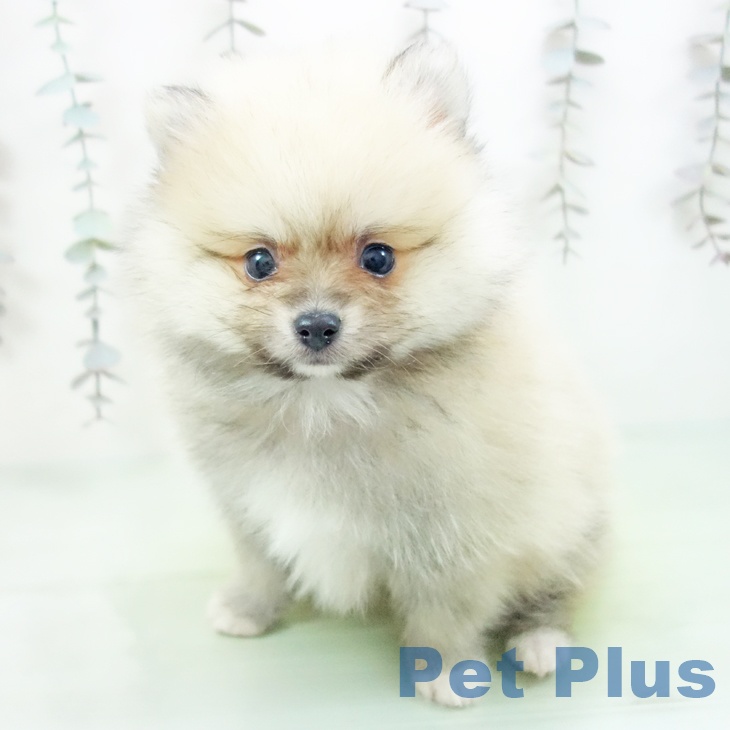 愛知県のポメラニアン (ペットプラス イオンモール長久手店/2025年10月10日生まれ/男の子/クリーム)の子犬の2枚目の画像