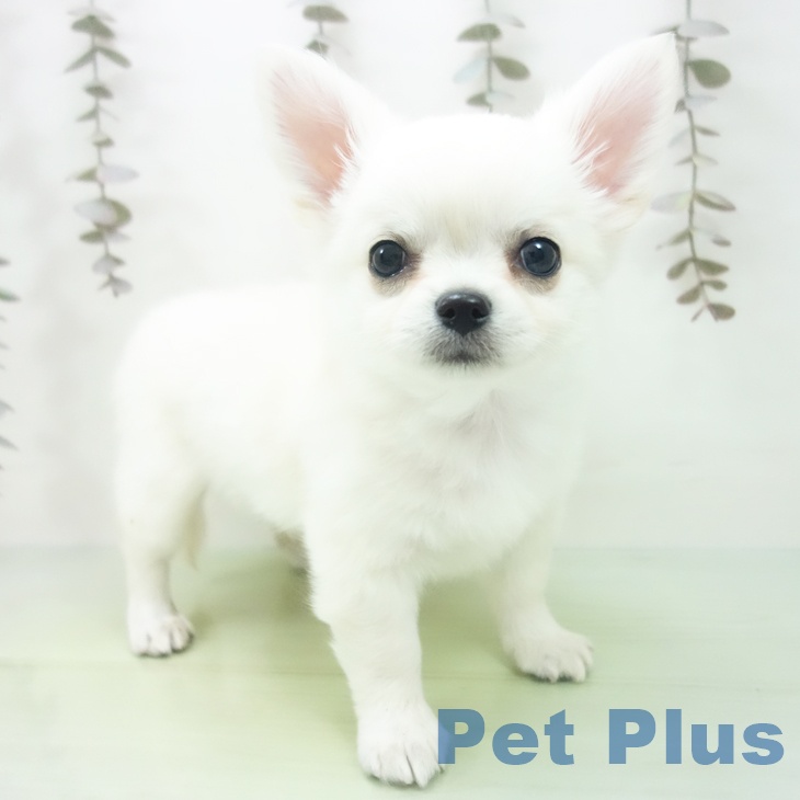 愛知県のチワワ(ロング) (ペットプラス 豊田店/2025年10月12日生まれ/男の子/ホワイトクリーム)の子犬の1枚目の画像