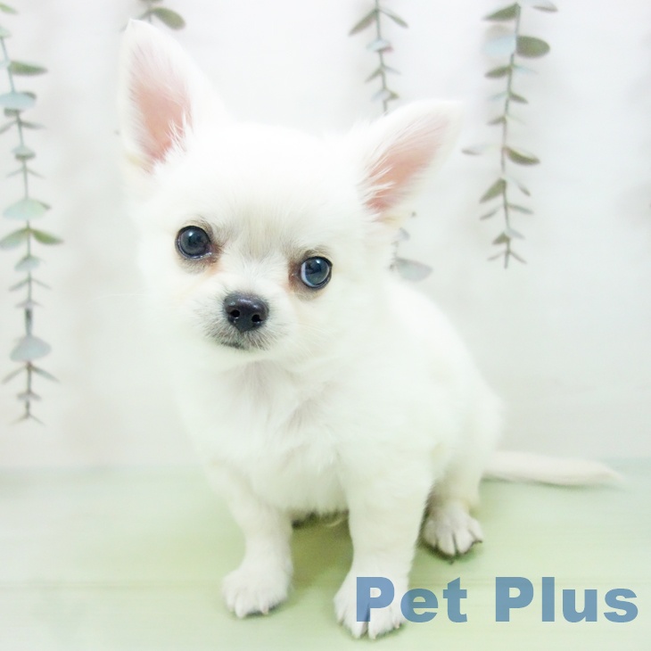 愛知県のチワワ(ロング) (ペットプラス 豊田店/2025年10月12日生まれ/男の子/ホワイトクリーム)の子犬の2枚目の画像