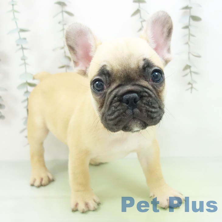 フレンチ・ブルドッグ