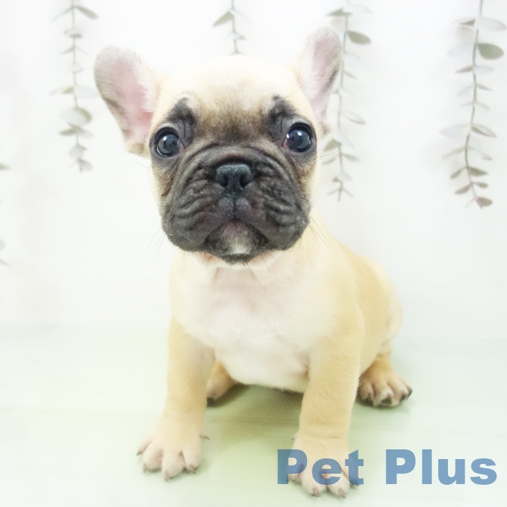 フレンチ・ブルドッグの写真2
