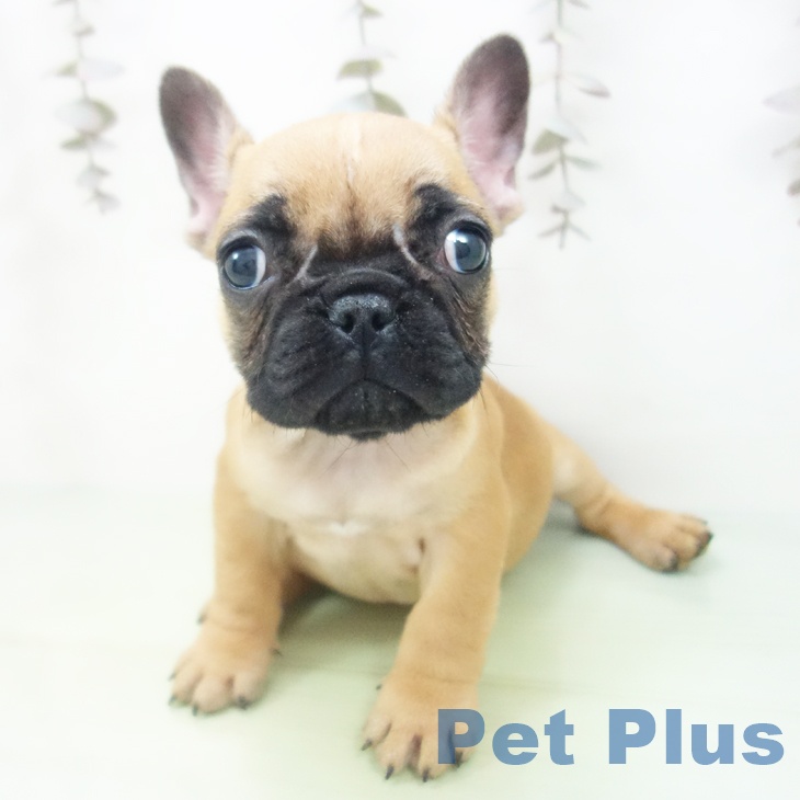 フレンチ・ブルドッグ