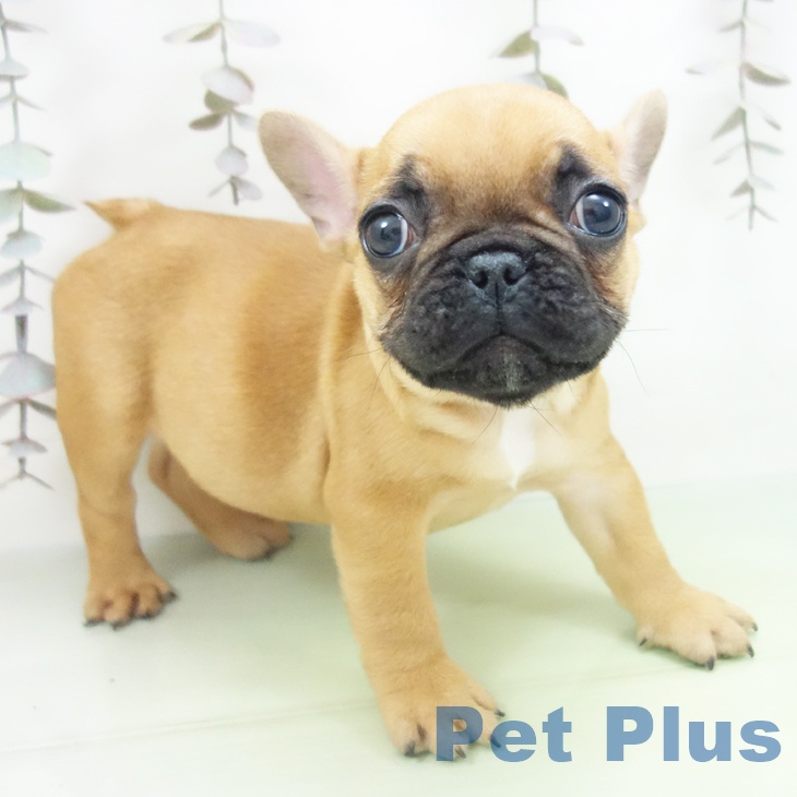 愛知県のフレンチブルドッグ (ペットプラス 豊田店/2025年10月10日生まれ/女の子/フォーン)の子犬の1枚目の画像