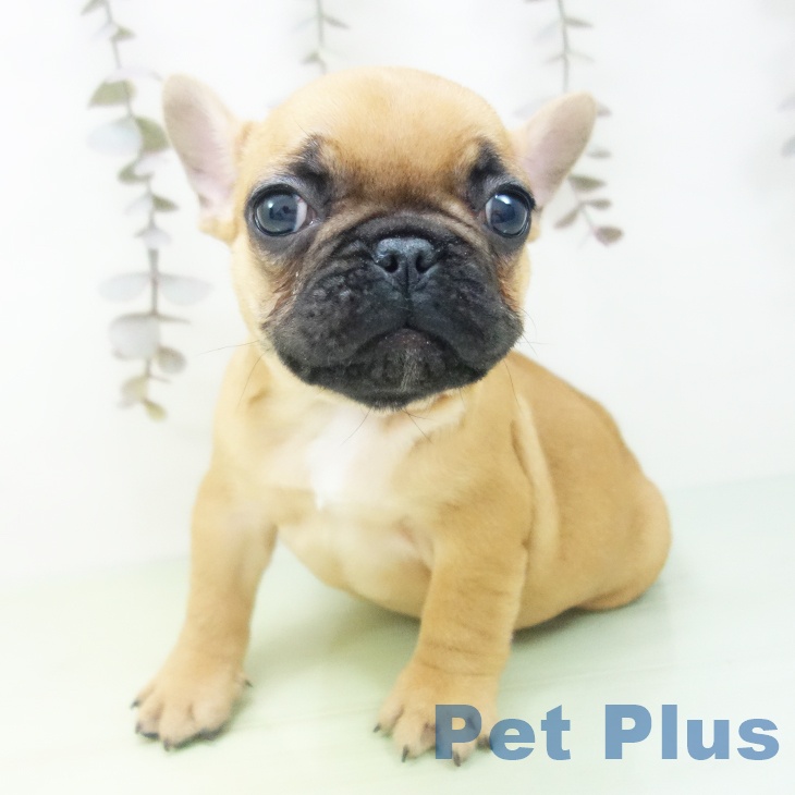 愛知県のフレンチブルドッグ (ペットプラス 豊田店/2025年10月10日生まれ/女の子/フォーン)の子犬の2枚目の画像