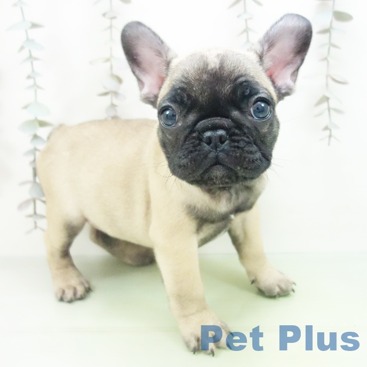 愛知県のフレンチブルドッグ (ペットプラス イオンモール豊川店/2025年10月10日生まれ/女の子/フォーン)の子犬の1枚目の画像