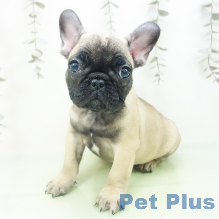 愛知県のフレンチブルドッグ (ペットプラス イオンモール豊川店/2025年10月10日生まれ/女の子/フォーン)の子犬の2枚目の画像