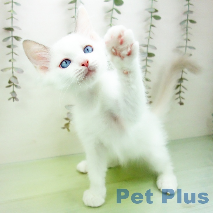 石川県のラグドール (ペットプラス 白山店/2025年10月3日生まれ/男の子/ブルーポイントバイカラー)の子猫の2枚目の画像