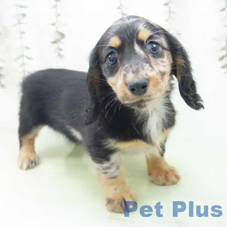 カニーンヘン・ダックスフンド