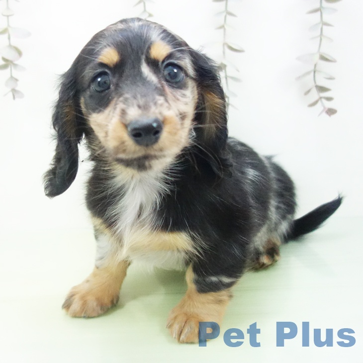 愛知県のカニンヘンダックスフンド(ロング) (ペットプラス 三好店/2025年10月11日生まれ/女の子/シルバーダップル)の子犬の2枚目の画像