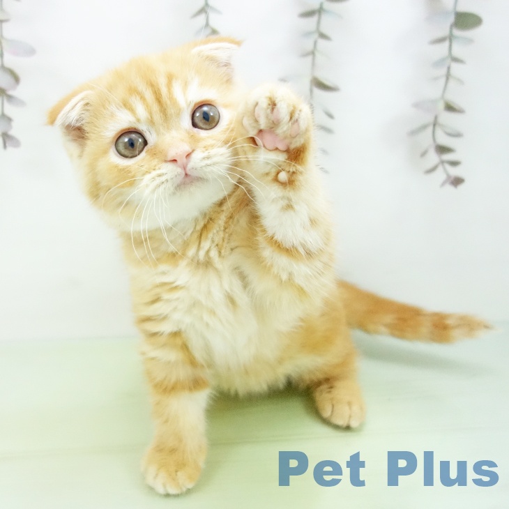 スコティッシュフォールド