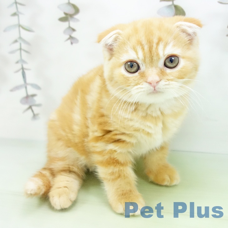 スコティッシュフォールド