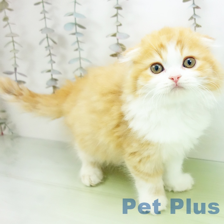 愛知県のスコティッシュフォールド (ペットプラス ナゴヤドーム前店/2025年10月12日生まれ/男の子/レッドタビーホワイト)の子猫の1枚目の画像