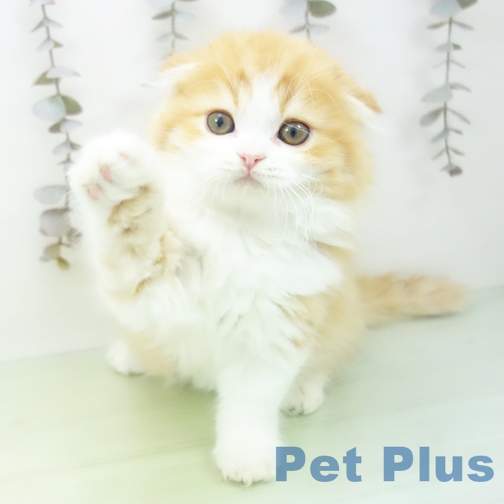 愛知県のスコティッシュフォールド (ペットプラス ナゴヤドーム前店/2025年10月12日生まれ/男の子/レッドタビーホワイト)の子猫の2枚目の画像