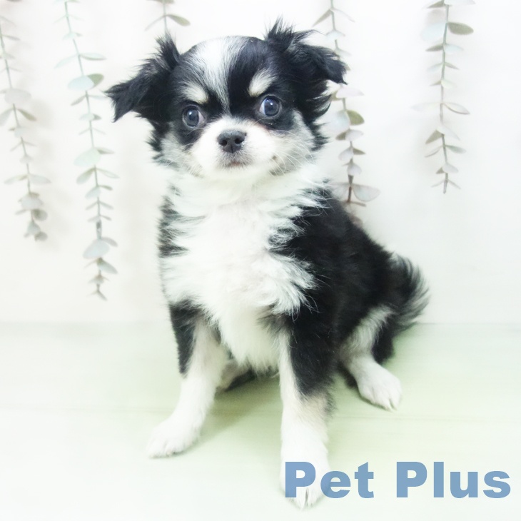 富山県のチワワ(ロング) (ペットプラス 高岡店/2025年10月8日生まれ/男の子/ブラックタンホワイト)の子犬の2枚目の画像