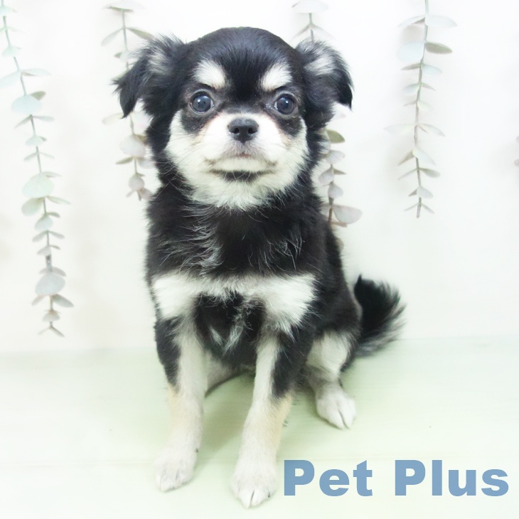 愛知県のチワワ(ロング) (ペットプラス イオンモール豊川店/2025年10月8日生まれ/女の子/ブラックタンホワイト)の子犬の1枚目の画像