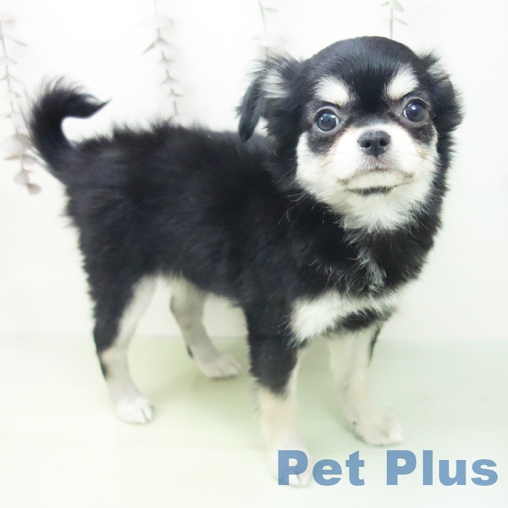 愛知県のチワワ(ロング) (ペットプラス イオンモール豊川店/2025年10月8日生まれ/女の子/ブラックタンホワイト)の子犬の2枚目の画像