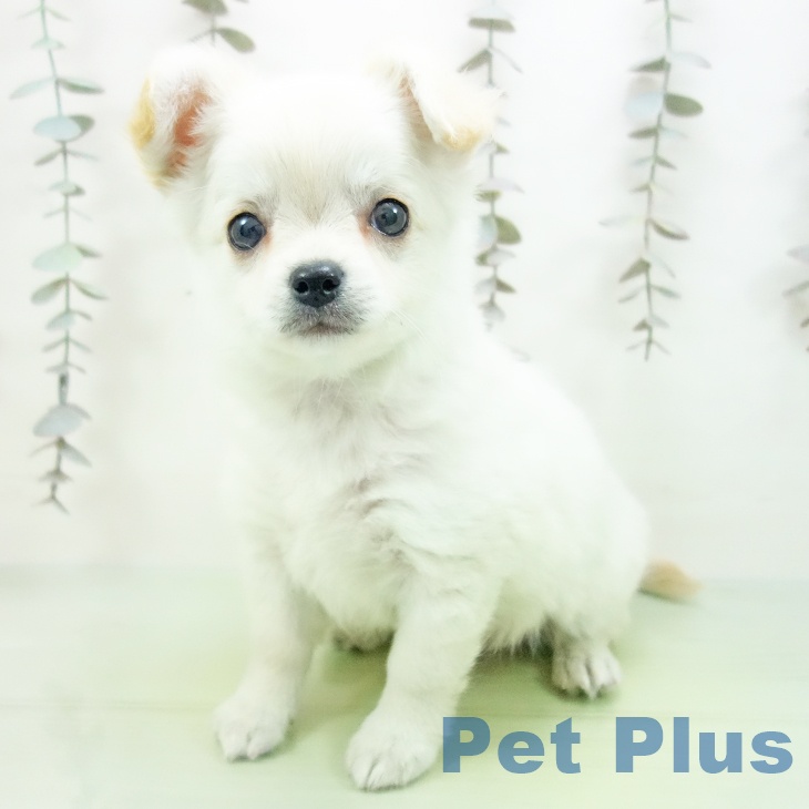 石川県のチワワ(ロング) (ペットプラス 新小松店/2025年10月10日生まれ/女の子/クリーム)の子犬の1枚目の画像