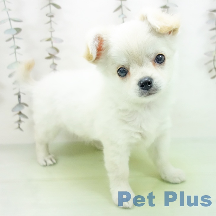 石川県のチワワ(ロング) (ペットプラス 新小松店/2025年10月10日生まれ/女の子/クリーム)の子犬の2枚目の画像