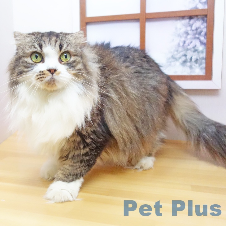 スコティッシュフォールド