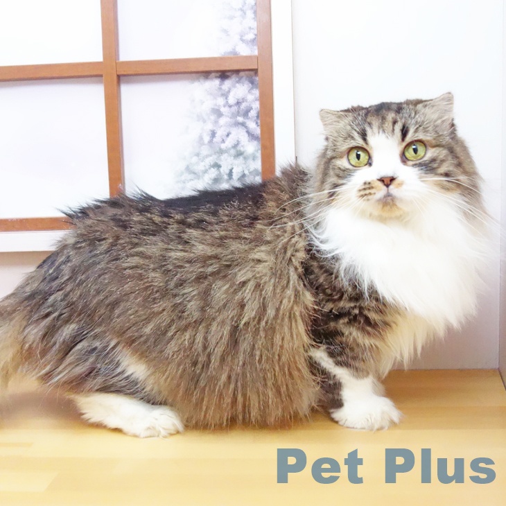 スコティッシュフォールドの写真2