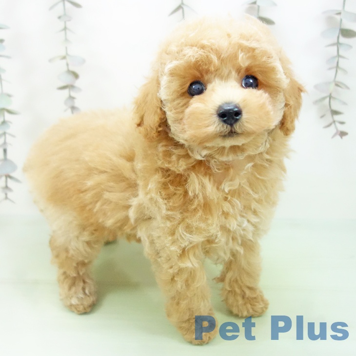 トイ・プードル