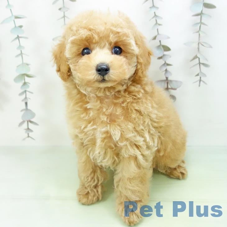 富山県のトイプードル(トイ) (ペットプラス 高岡店/2025年10月11日生まれ/男の子/アプリコット)の子犬の2枚目の画像