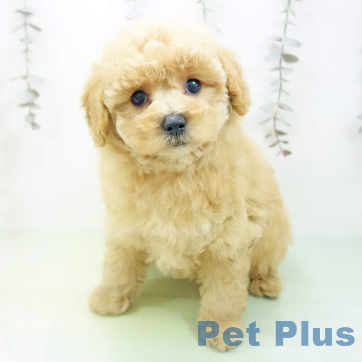 愛知県のトイプードル(トイ) (ペットプラス 豊橋牧野店/2025年10月11日生まれ/男の子/アプリコット)の子犬の1枚目の画像