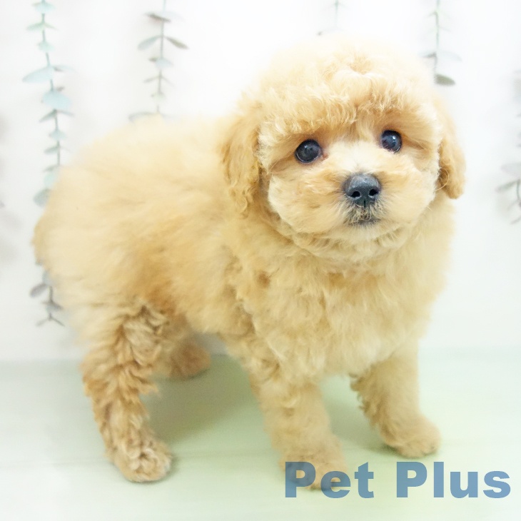 愛知県のトイプードル(トイ) (ペットプラス 豊橋牧野店/2025年10月11日生まれ/男の子/アプリコット)の子犬の2枚目の画像
